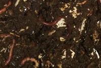 Kompostmark 500g m kompost